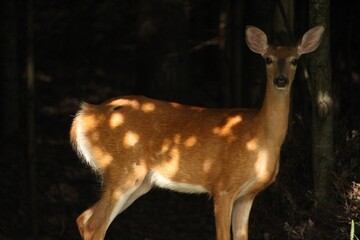 cerf