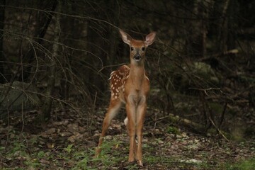 cerf