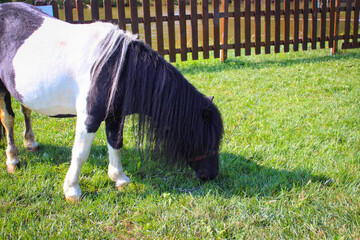 One black and white pony grazes in a meadow near houses