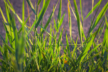 Obraz premium The sun's rays break through the green grass