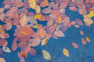 autumn leaves background