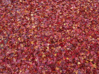 Kyoto,Japan-November 20,2020: Stacked Wet autumn leaves in the rain

