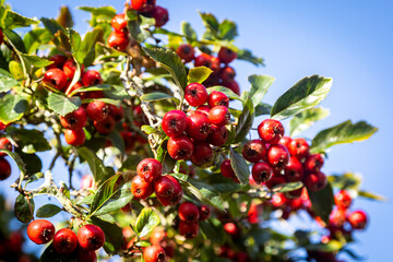 Red Berries on the Common Hawthorn, in the Late Autumnal Sunshine