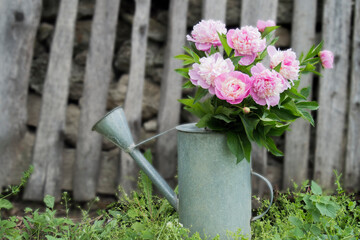 Bouquet of pink peonies in a vintage zinc watering can on green grass on a background of an old wooden hedge. Decorative decoration of the lawn in the garden. Copy space. Selective focus. © Veaceslav