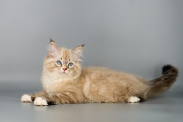 Neva Masquerade on gray backgrounds