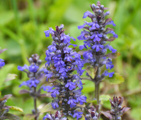 Ajuga reptans grows and blooms in herbs