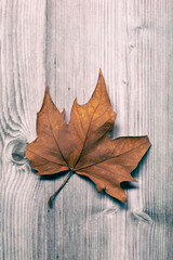 Naklejka na ściany i meble Brown autumnal leaf on a wooden floor