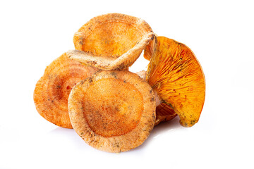 Níscalos aislados sobre fondo blanco