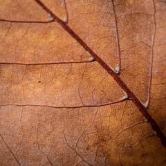 Brown autumn leaf veins detail