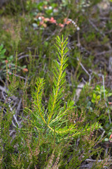young pine seedlings