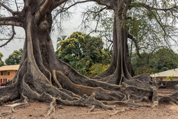 Arboles ceibas en el pequeño poblado de Mlomp, en la región de Casamance, en el sur del Senegal