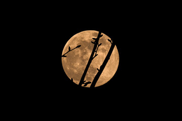Maple buds silhouetted against full moon
