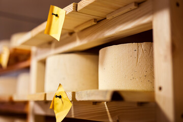 cheese on wooden boards and in the hands of the stages of production of different varieties