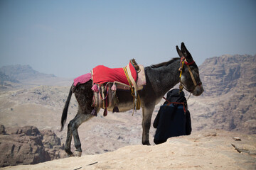 Donkey in Petra's desert 