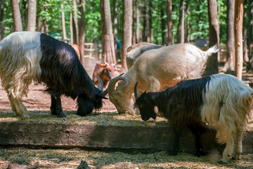 Goats feeding in the paddock