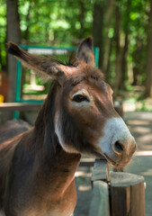 Donkey stands near the fence of the corral