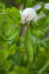 White mouse sitting on a pea plant