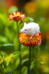 White mouse sitting on a orange flower