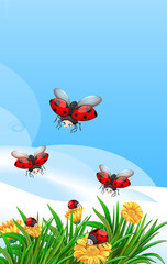Plakat Blank scene with ladybugs in the garden with some flowers at daytime