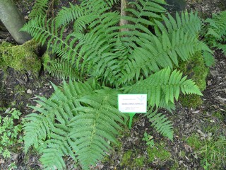 NERECZNICA SAMCZA © JAN