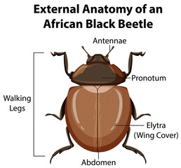 External Anatomy of an African Black Beetle on white background