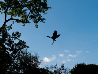 Heron approaching landing