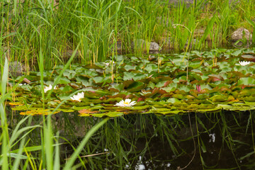 Water lilies on the Polish lake