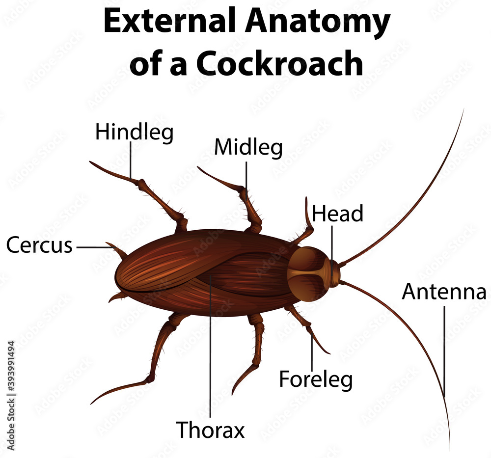 Sticker External Anatomy of a Cockroach on white background