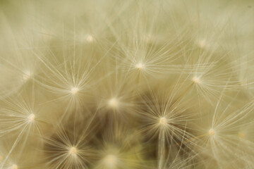 background from the photograph macro of dandelion