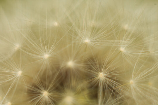 background from the photograph macro of dandelion © Piotr