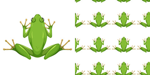 American green tree frog isolated on white background and seamless