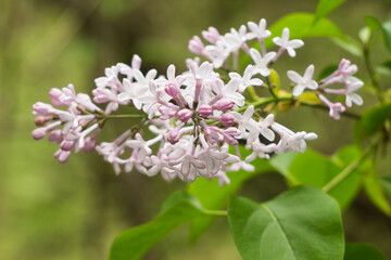 beautiful common lilacs in Polish forest