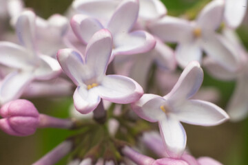 Fototapeta na wymiar beautiful common lilacs in Polish forest