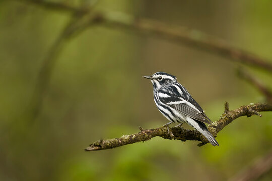 Black and White Warbler in forest