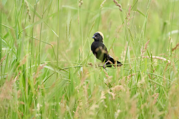 Bobolink male perched in grass