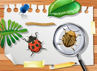 Ladybug with Colorado potato beetle and magnifying glass on table close up © blueringmedia