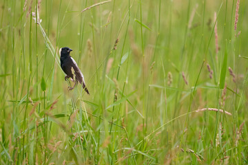 Bobolink male perched in grass
