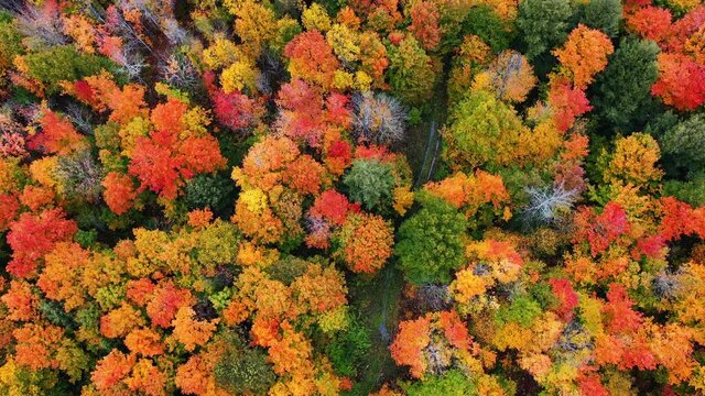 Beautiful autumn aerial looking down at a dirt path or atv trail with puddles of water in the tracks and the tops of green, red, yellow and orange colored fall foliage in a forest in upper Michigan.