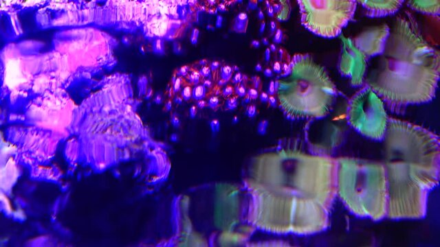 Colorful button corals swaying under the sea water, GREEN WHITE STRIPED POLYP  (Zoanthus sp.)