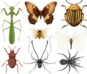 Different insects collection isolated on white background