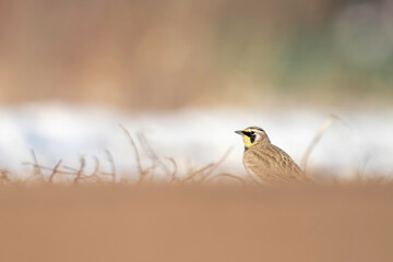 Horned Lark in winter