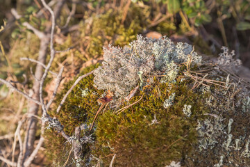 Bushy lichen and a genus of lichens in the family Cladoniaceae