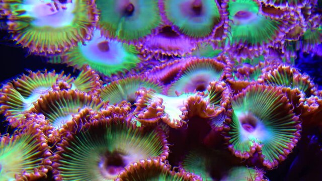 Colorful button corals swaying under the sea water, GREEN WHITE STRIPED POLYP  (Zoanthus sp.)