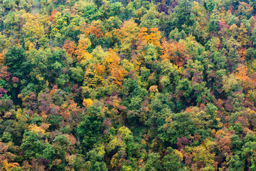Obraz premium wood of colorful trees in autumn