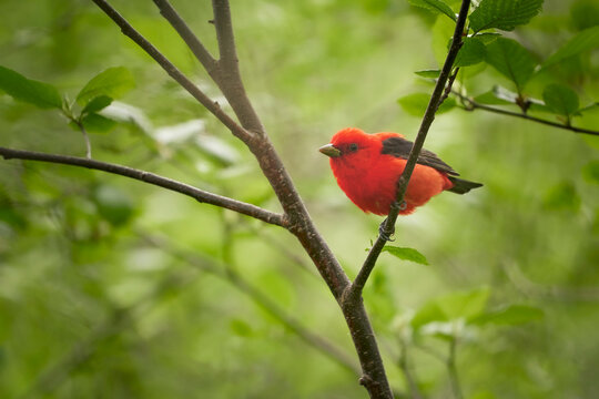 Scarlet Tanager perched in tree