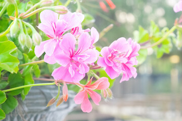 pink and white flowers