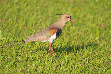Southern Lapwing hunting for Food