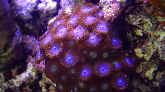 Colorful button corals swaying under the sea water, GREEN WHITE STRIPED POLYP  (Zoanthus sp.)