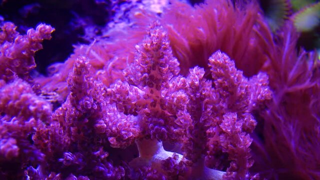 Colored Corals in a marine aquarium.