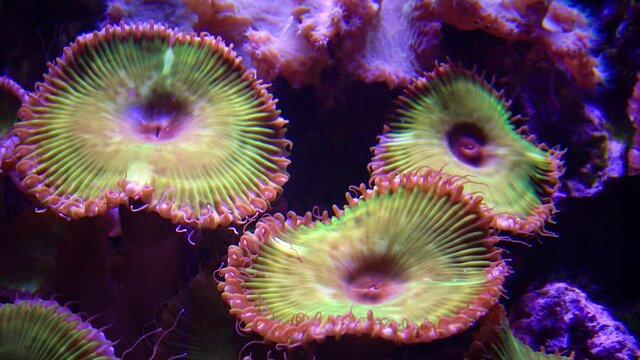 Colorful button corals swaying under the sea water, GREEN WHITE STRIPED POLYP  (Zoanthus sp.)